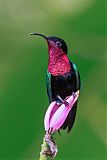 Purple-throated Caribborder=